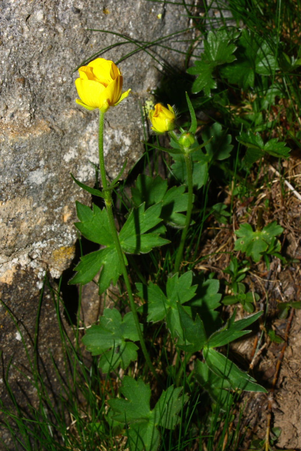 Ranunculus da determinare-4